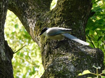 オナガ 平和の森公園、妙正寺川 2023年5月17日(水)