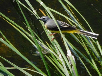 2023年5月17日(水) 平和の森公園、妙正寺川の野鳥観察記録