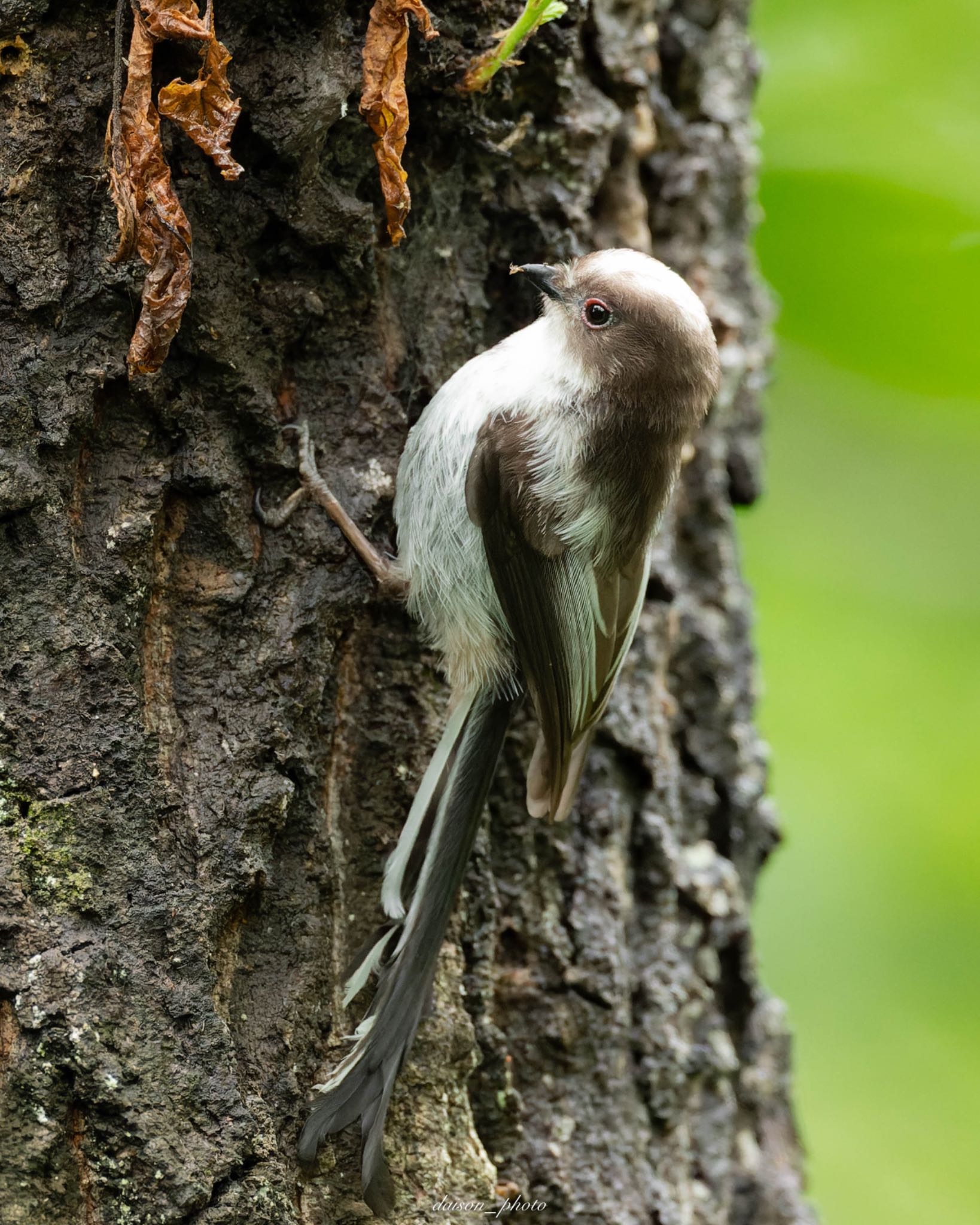 Long-tailed Tit