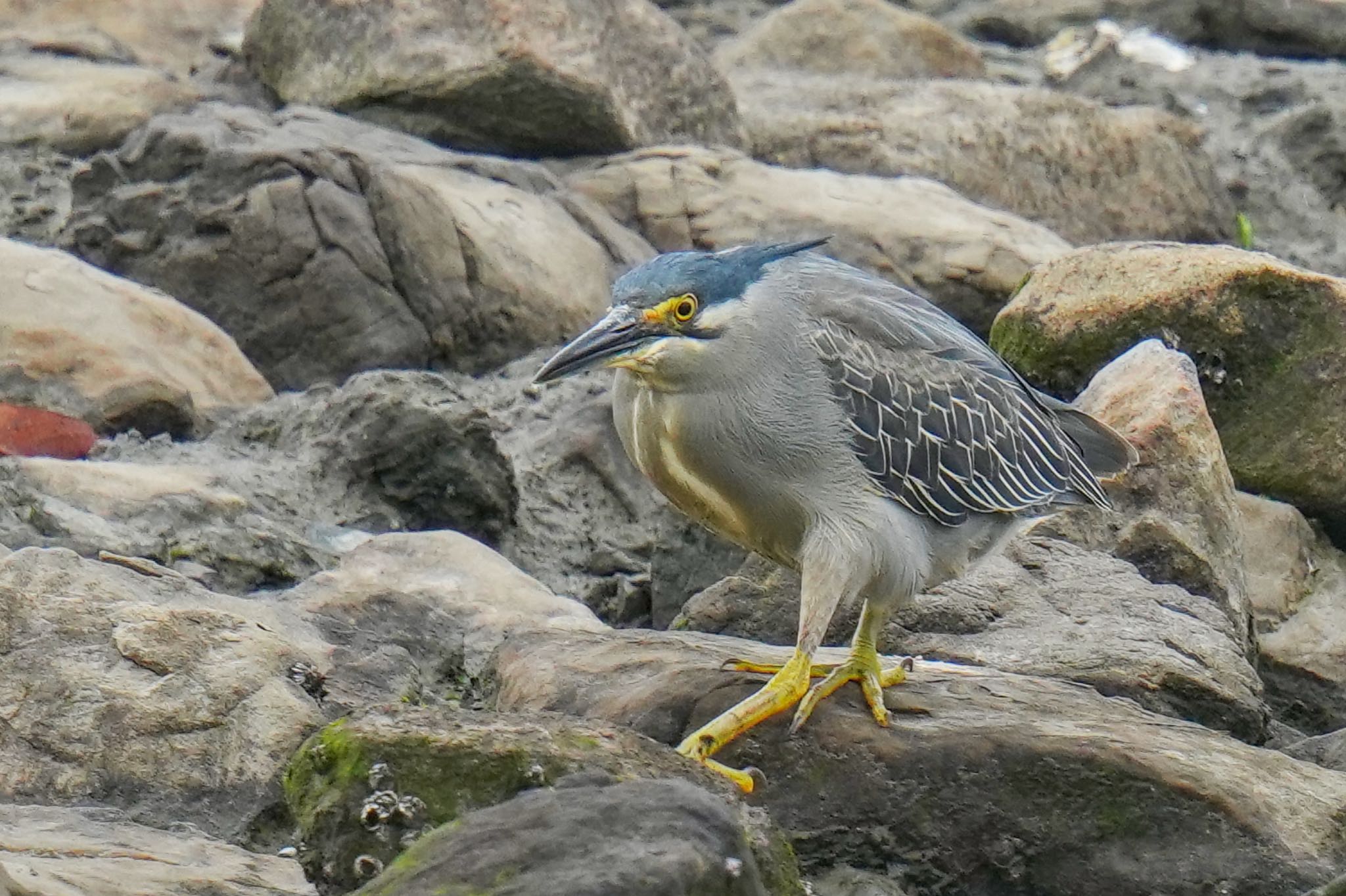 Photo of Striated Heron at Tokyo Port Wild Bird Park by アポちん