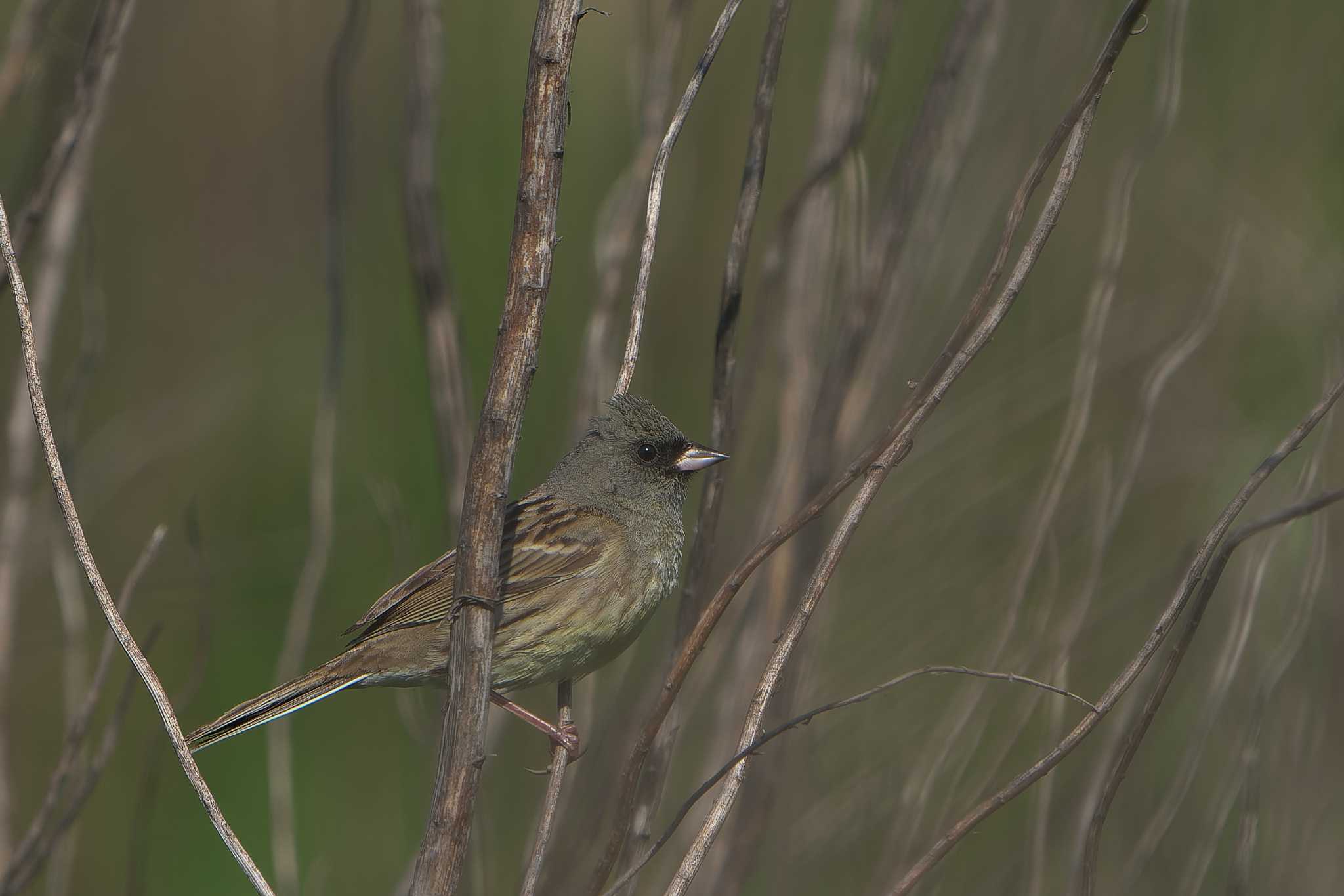 Black-faced Bunting