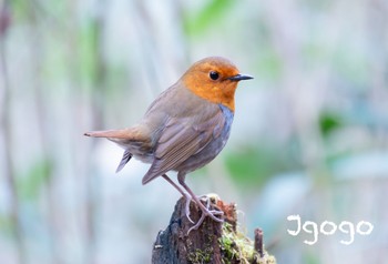 Japanese Robin 山梨県 Mon, 5/1/2023