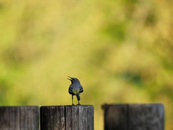 2023年5月17日(水) 二瀬ダムの野鳥観察記録