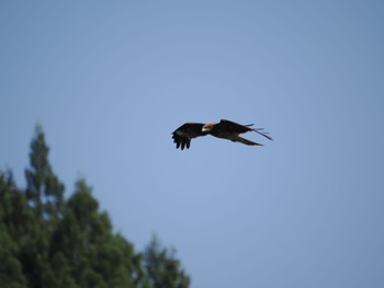 Black Kite 二瀬ダム Wed, 5/17/2023