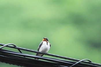 Barn Swallow 陣馬山 Sun, 6/24/2018