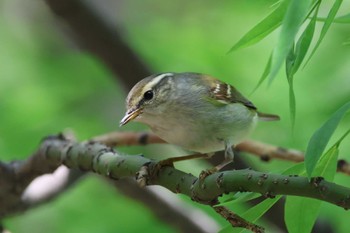 Yellow-browed Warbler 中国 遼寧省 営口市 碧霞山公園  Sat, 5/13/2023