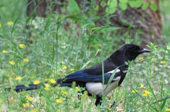 カササギ 中国 遼寧省 営口市 碧霞山公園  2023年5月13日(土)