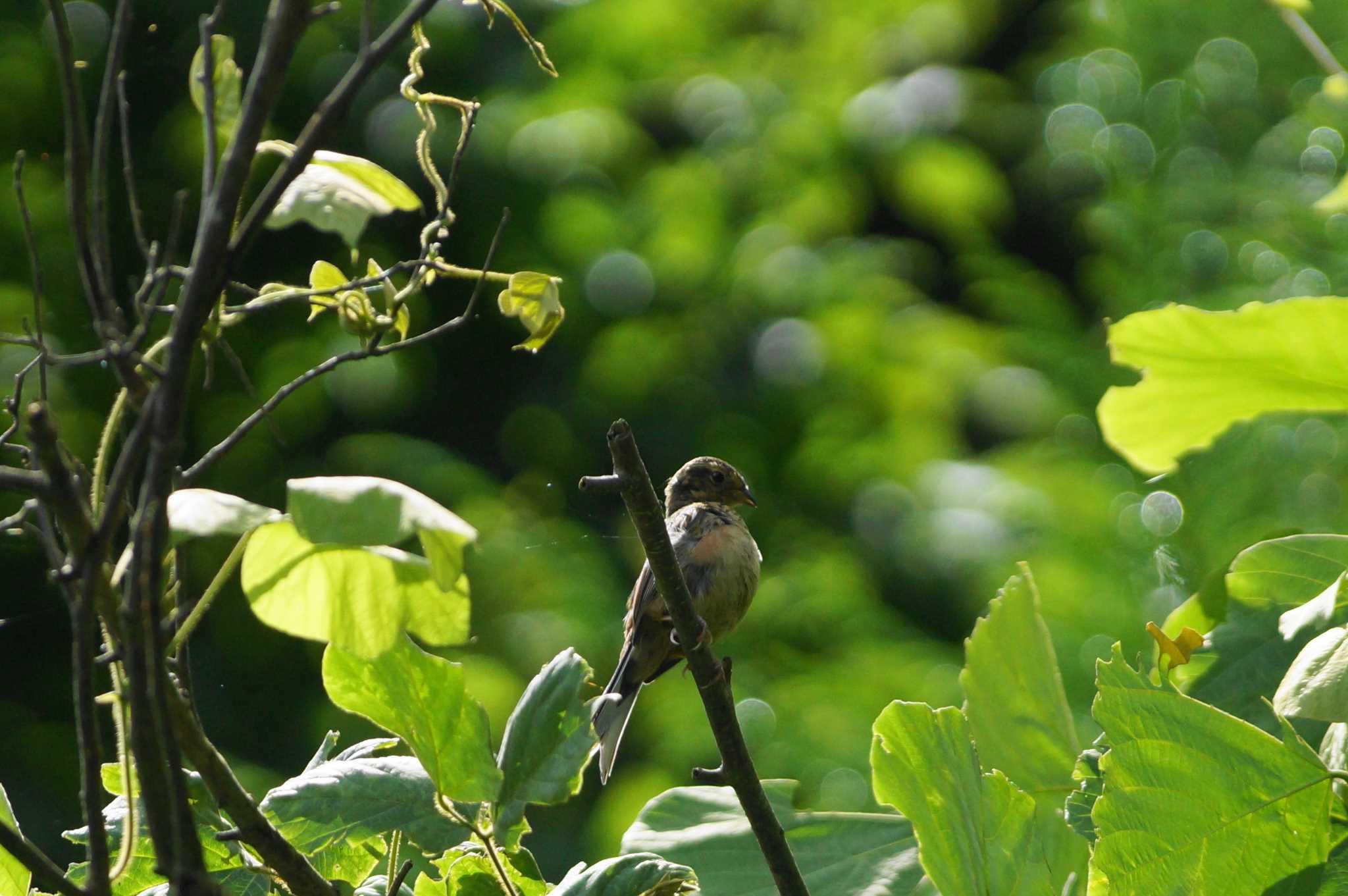 Photo of Meadow Bunting at 陣馬山 by bea