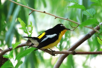 White-browed Robin