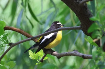 2023年5月13日(土) 中国 遼寧省 営口市 碧霞山公園 の野鳥観察記録