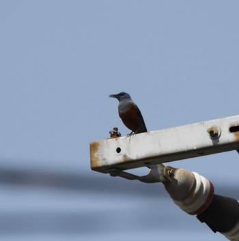 Blue Rock Thrush 伊勢原市 Wed, 5/17/2023