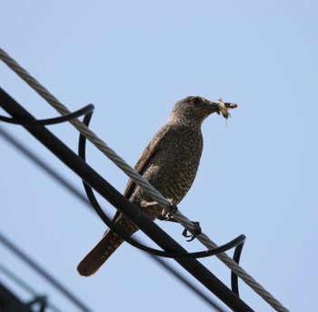 Blue Rock Thrush Unknown Spots Wed, 5/17/2023