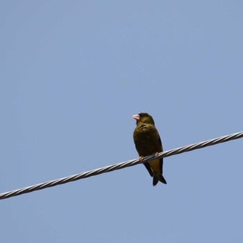 Grey-capped Greenfinch 伊勢原市 Wed, 5/17/2023