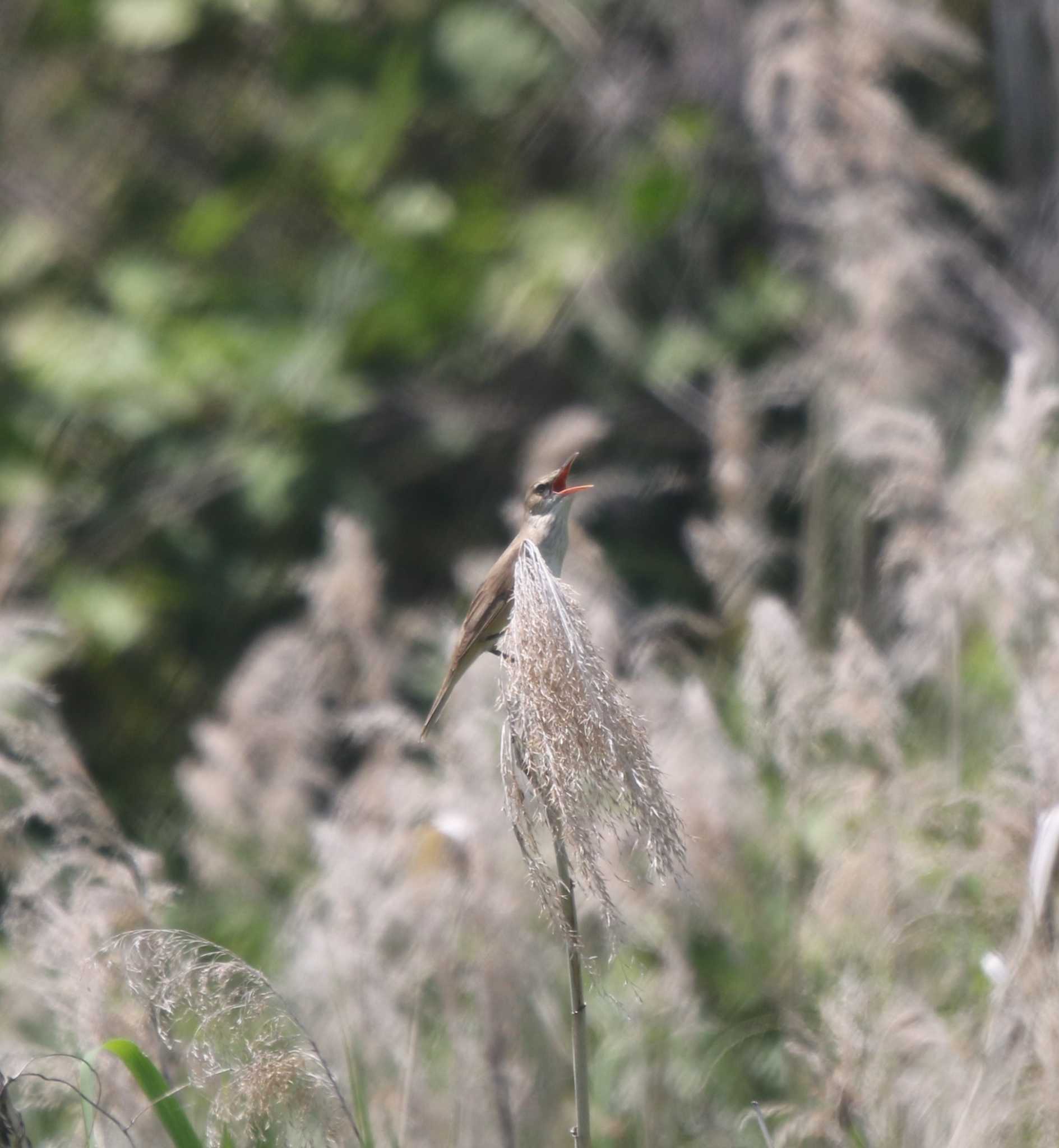 Photo of Oriental Reed Warbler at 伊勢原市 by Tak4628