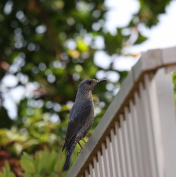 Blue Rock Thrush 伊勢原市 Wed, 5/17/2023