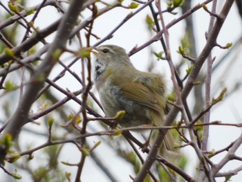 2023年5月14日(日) 戦場ヶ原の野鳥観察記録