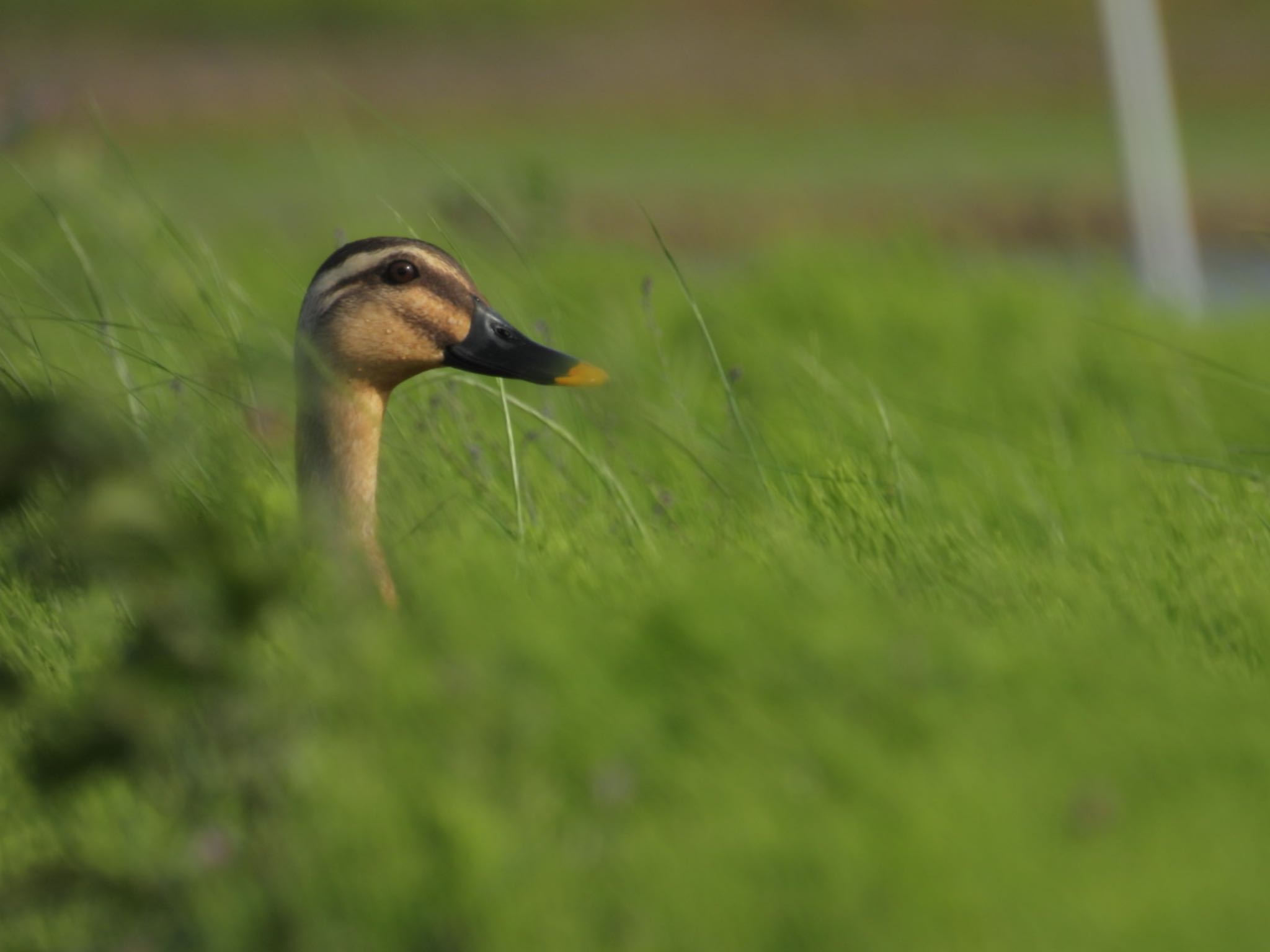 Photo of Eastern Spot-billed Duck at 新潟市西区 by ぽちゃっこ