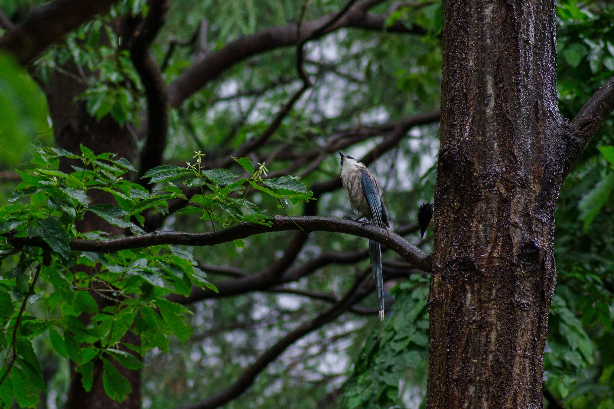 雨の日のずぶ濡れのオナガ by Marco Birds