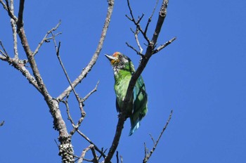 Sun, 2/19/2023 Birding report at Doi Sanju