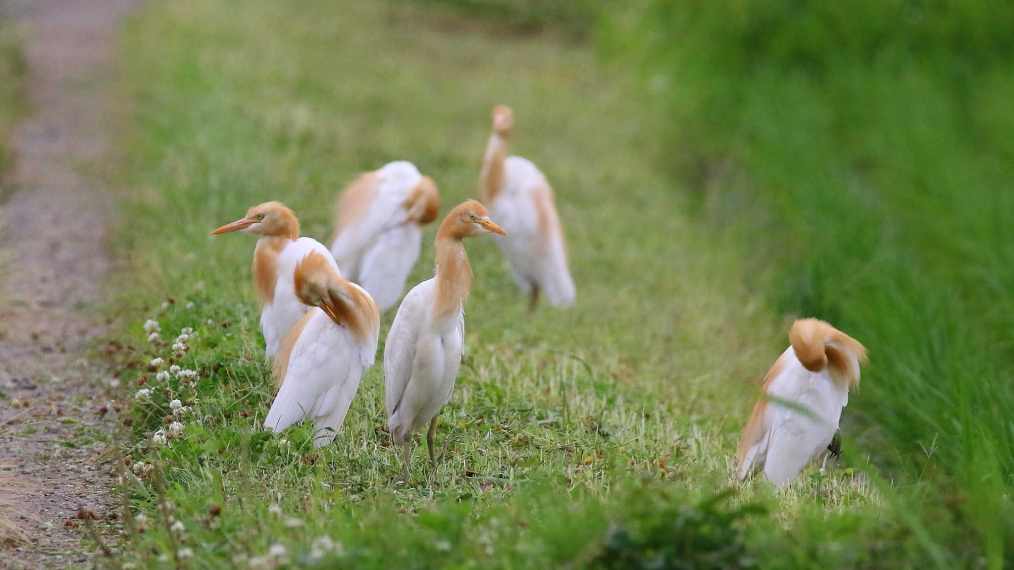 吉川市 アマサギの写真 by k honma