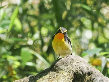 2023年5月3日(水) 東京都立桜ヶ丘公園(聖蹟桜ヶ丘)の野鳥観察記録