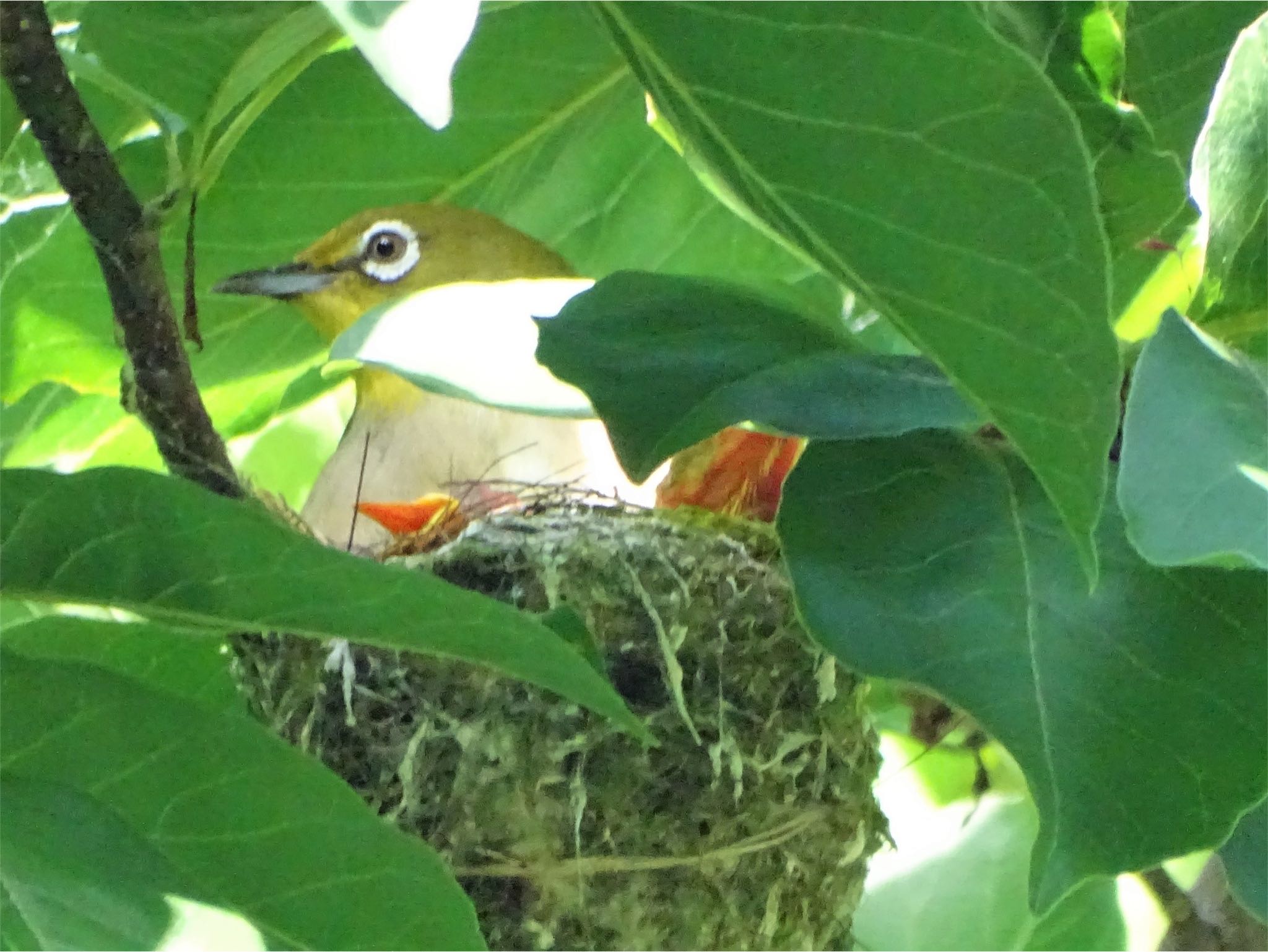 舞岡公園 メジロの写真