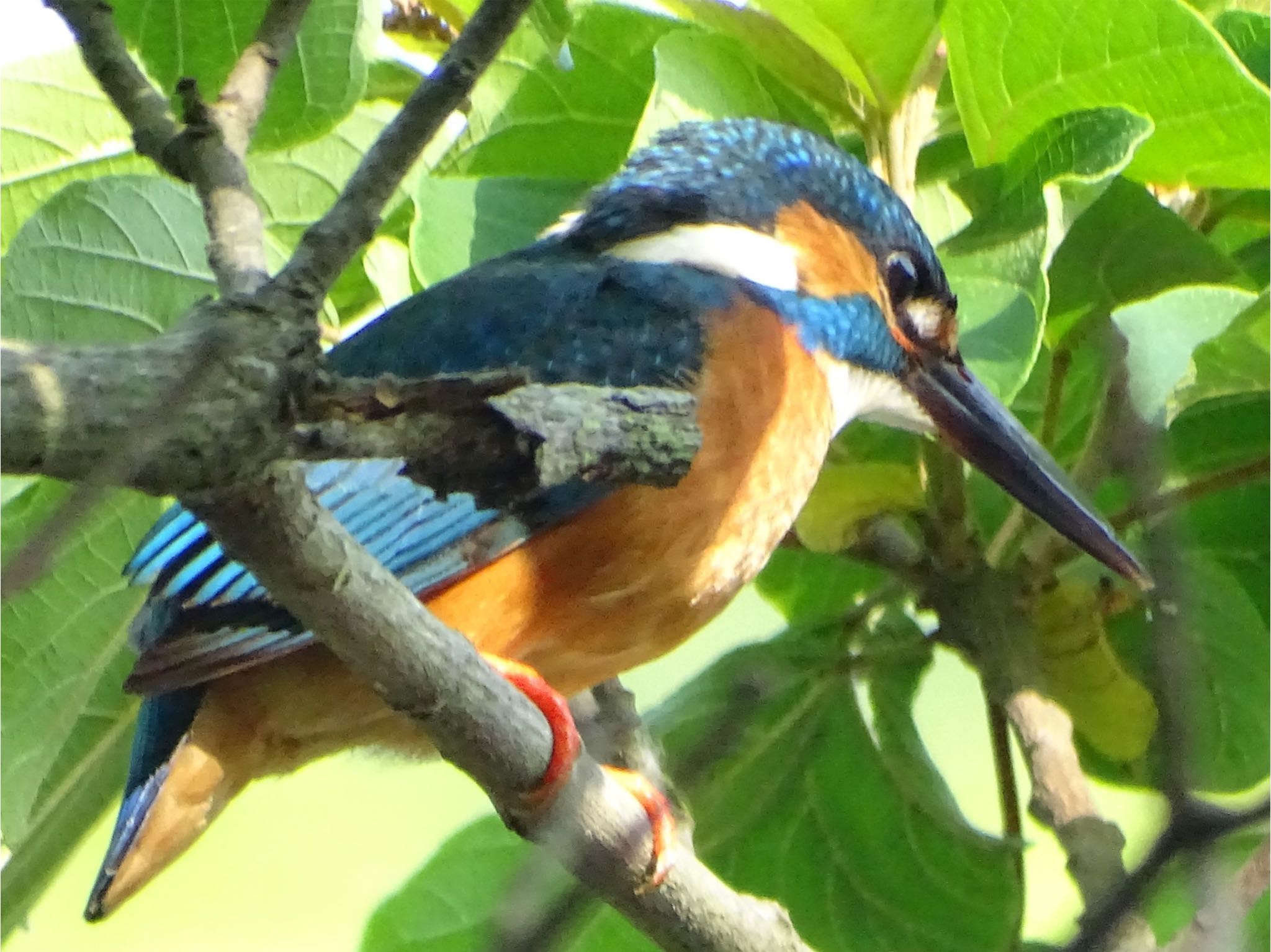 舞岡公園 カワセミの写真