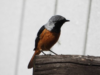 Daurian Redstart 北八ヶ岳 Wed, 5/17/2023