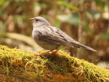 2023年5月3日(水) 柳沢峠の野鳥観察記録