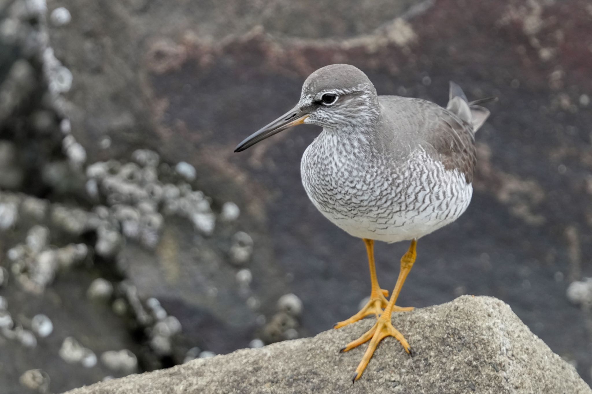 Photo of Grey-tailed Tattler at Tokyo Port Wild Bird Park by アポちん