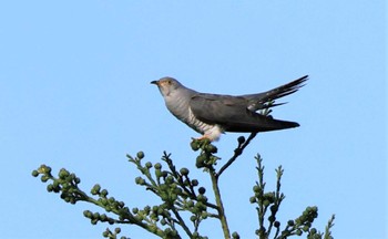 Common Cuckoo 紀伊山地 Wed, 5/17/2023