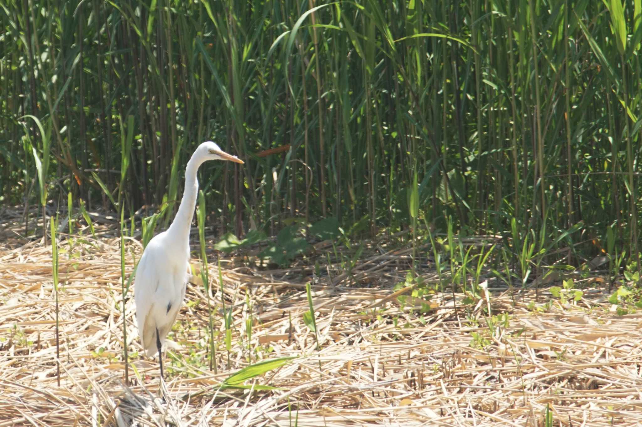 東京港野鳥公園 チュウサギの写真