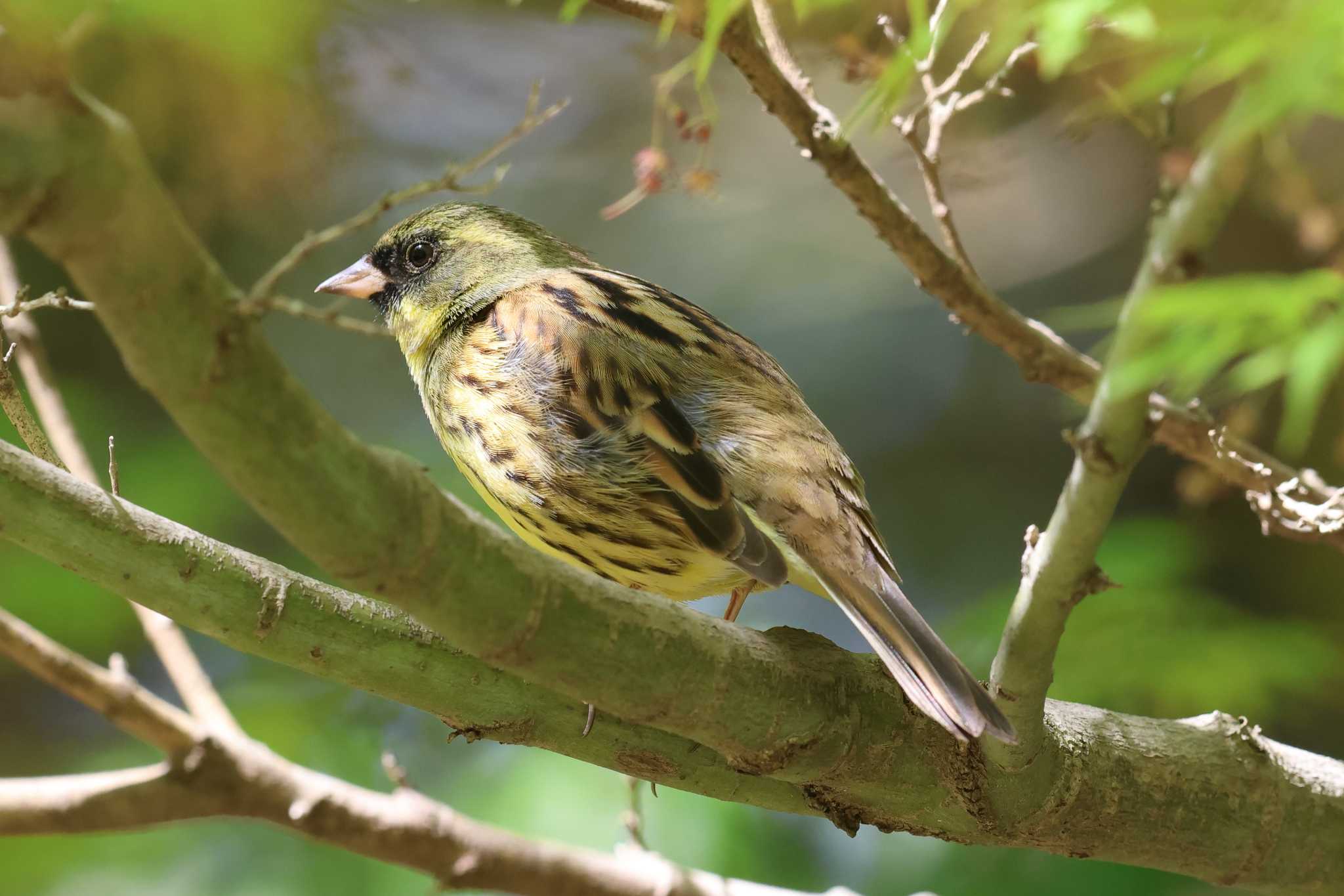 明石公園のアオジ