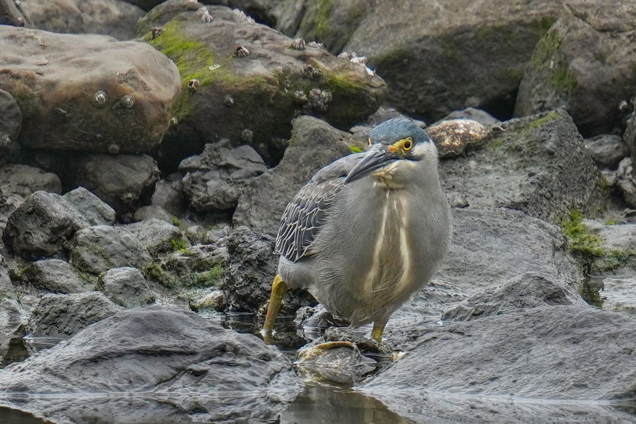 Photo of Striated Heron at Tokyo Port Wild Bird Park by アポちん