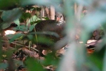 アオアシミヤマテッケイ Cuc Phuong National Park 2023年5月1日(月)