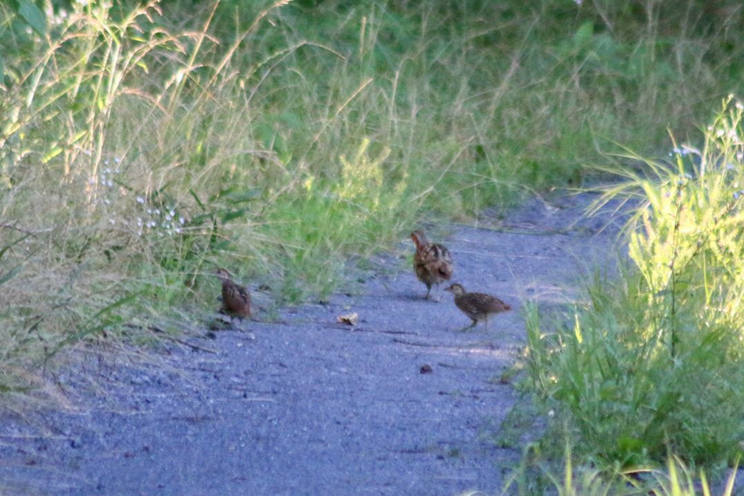 Chinese Bamboo Partridge