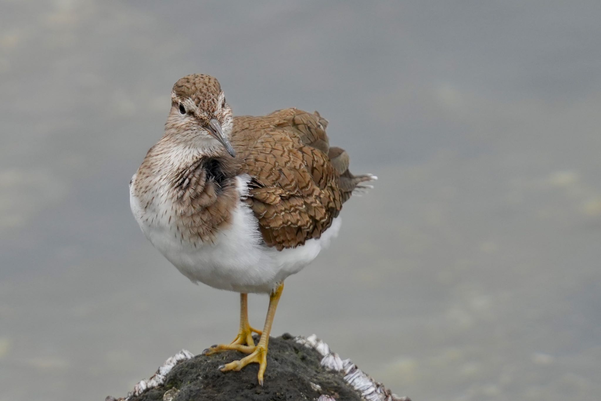 Common Sandpiper