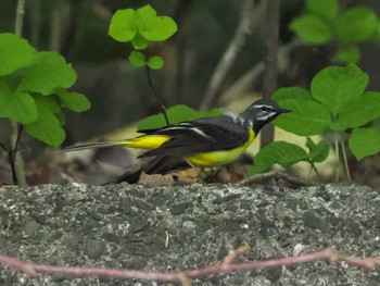 2023年5月18日(木) 福井緑地(札幌市西区)の野鳥観察記録