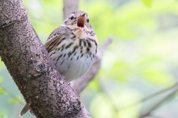 Olive-backed Pipit Akigase Park Sun, 4/17/2022