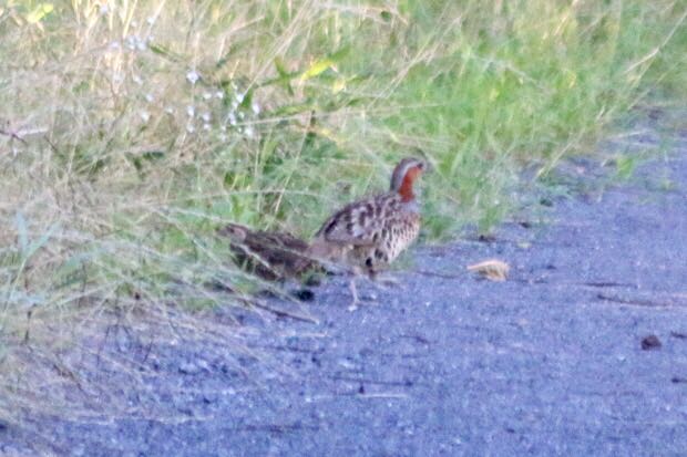 Chinese Bamboo Partridge