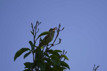 Oriental Reed Warbler 霞ヶ浦総合公園 Thu, 5/18/2023