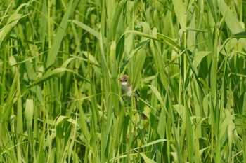 Oriental Reed Warbler 霞ヶ浦総合公園 Thu, 5/18/2023