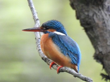 カワセミ 航空公園 2023年4月18日(火)