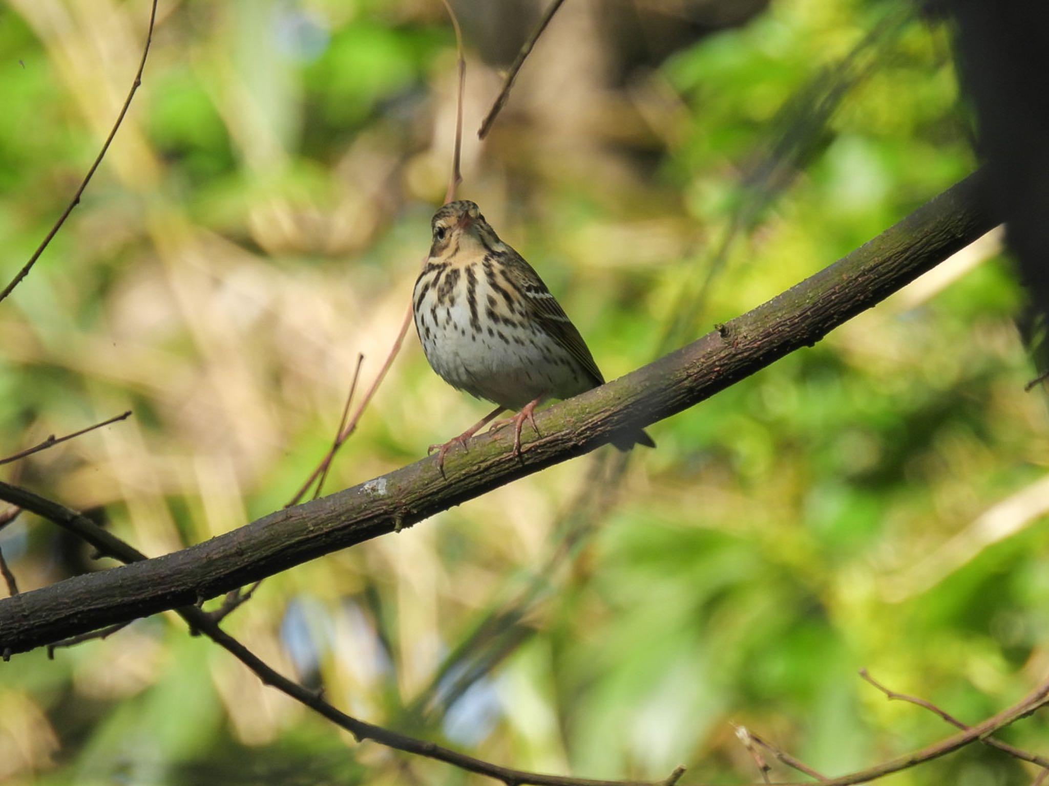 Photo of Olive-backed Pipit at Awashima Island by ぽちゃっこ