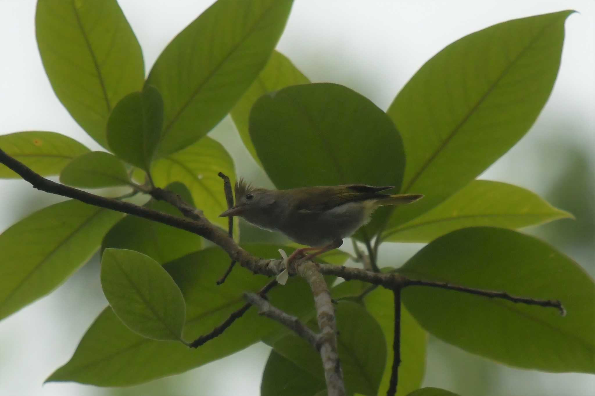 White-bellied Erpornis