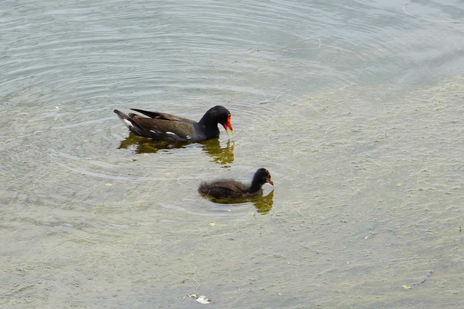 Common Moorhen