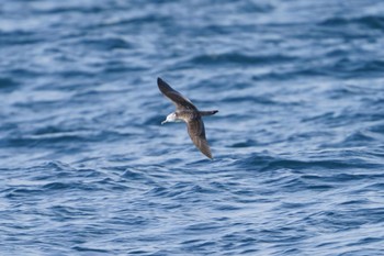 Streaked Shearwater 宮城県の海 大金星 Tue, 5/16/2023