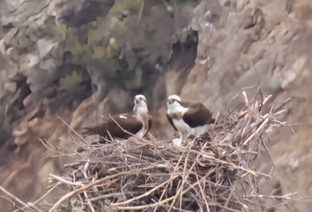 2023年5月18日(木) 山口県の野鳥観察記録