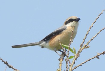 Bull-headed Shrike 豊平川 Thu, 5/18/2023