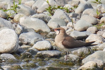 Oriental Pratincole 酒匂川河口 Fri, 5/5/2023